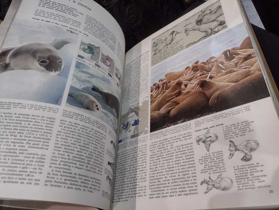 Livro Animais da Terra