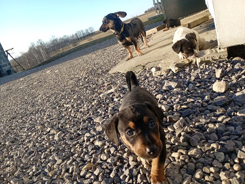 Oddam Kundelki wesołe