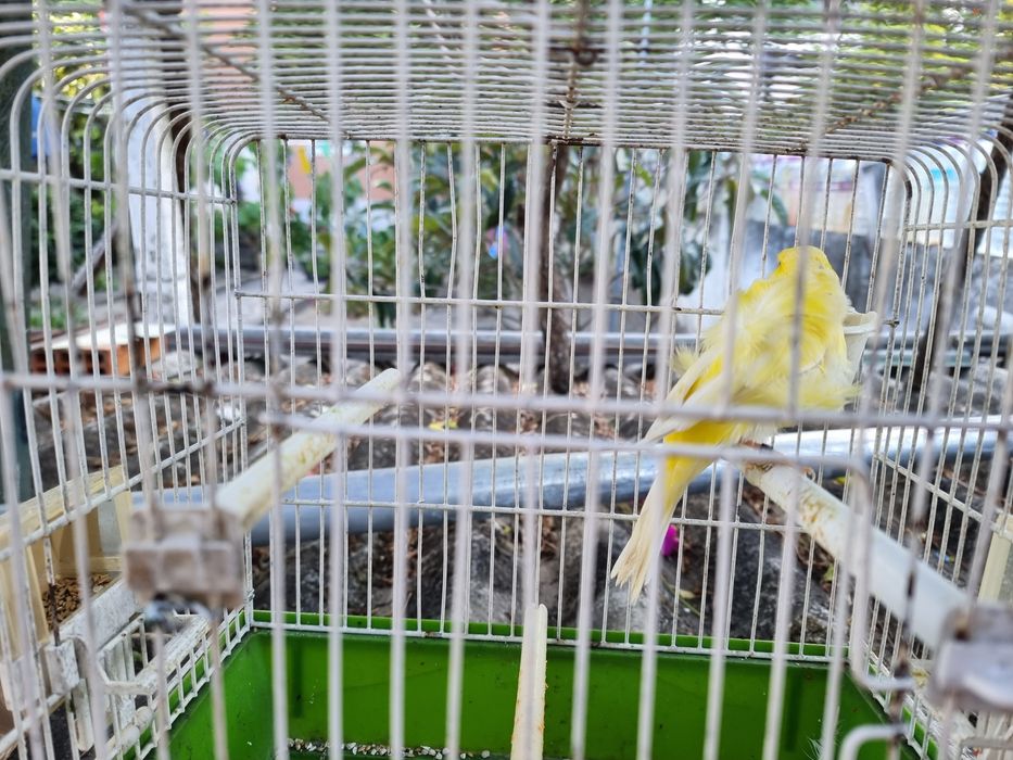 Canario Frisado macho