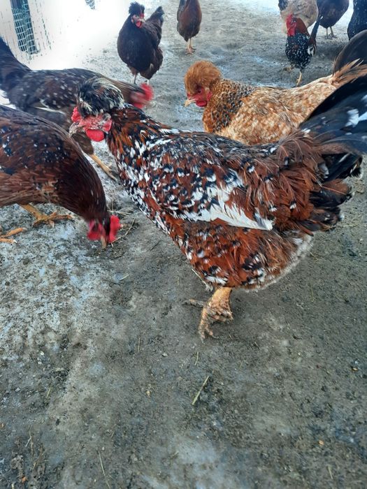 Jajka legowe czubatki staropolskiej