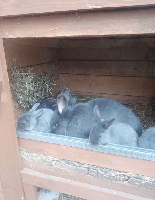 Króliki wiedeńskie niebieskie