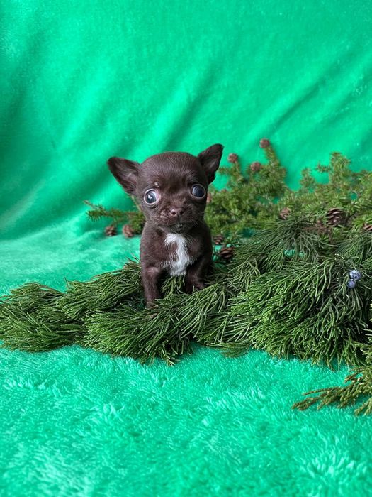 Мальчишка чихуахуа