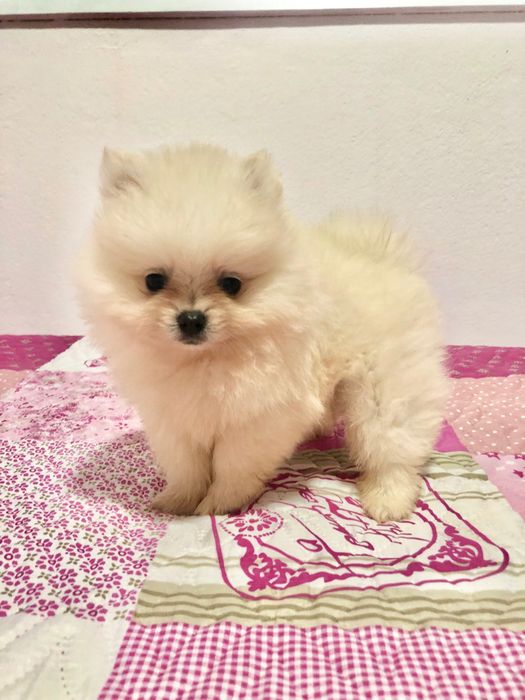 Macho Lulu da Pomerânia
