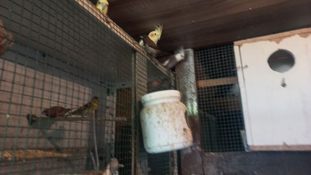 Tenho caturras para vender e piurras