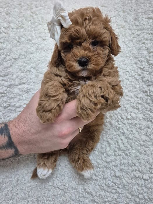 Pudel TOY  piękna suczka red brown, gotowa do odbioru na już