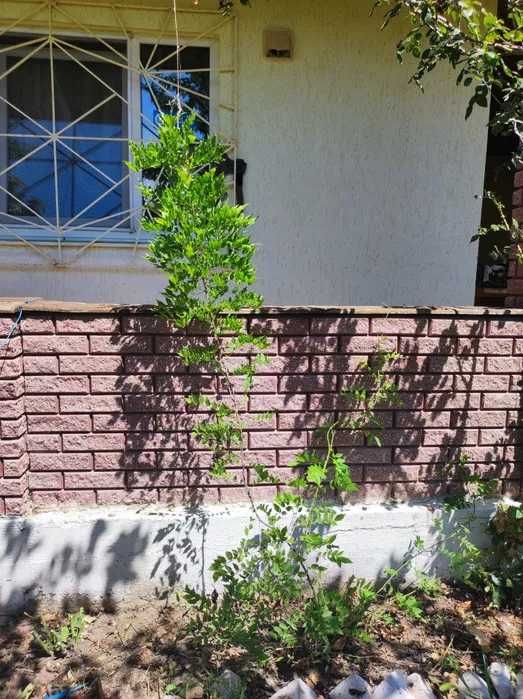 (13) Продам будинок. с.Барабой.