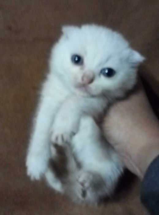 Вислоухий котенок Золотой шиншилла