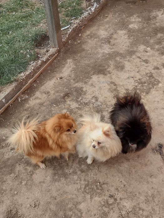 Szpic miniaturowy pomeranian
