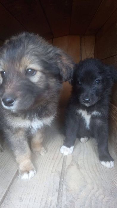 Віддам в добрі руки