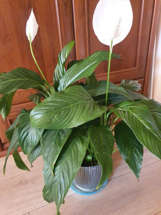 Kwiatek skrzdlokwiat bialy