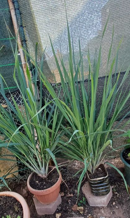 Planta Chá Erva Príncipe / Capim Limão em Vaso