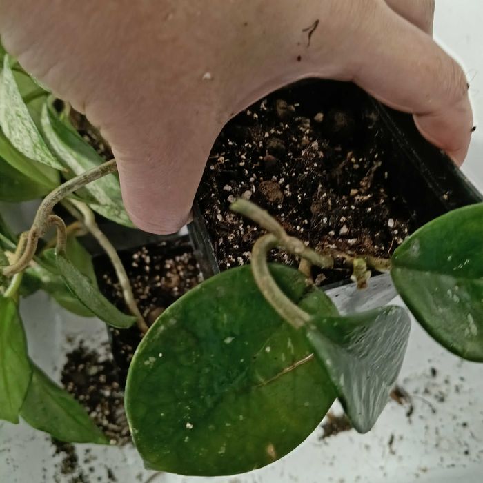 hoya-mała sadzonka