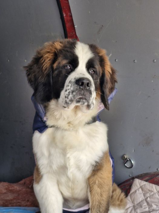 Продам Щенков  Сенбернара