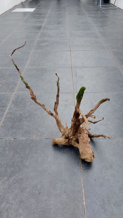 3 troncos aquário Red Wood