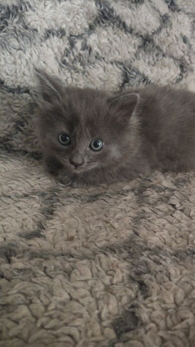 Котята      отдадим