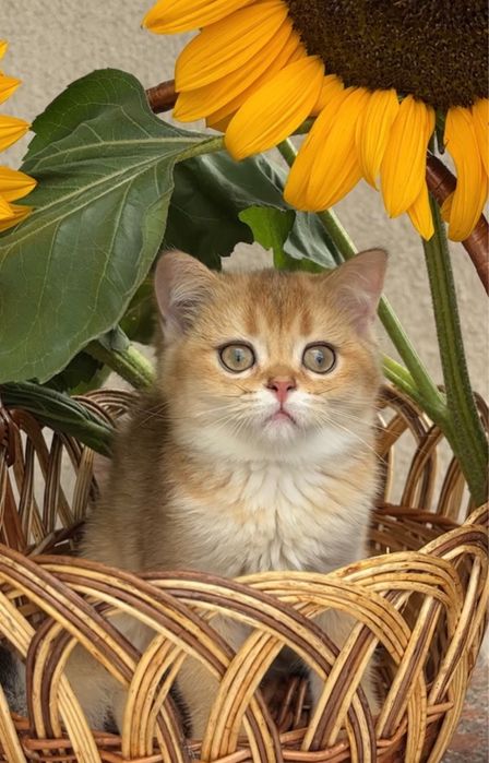 Дуже красива дівчинка