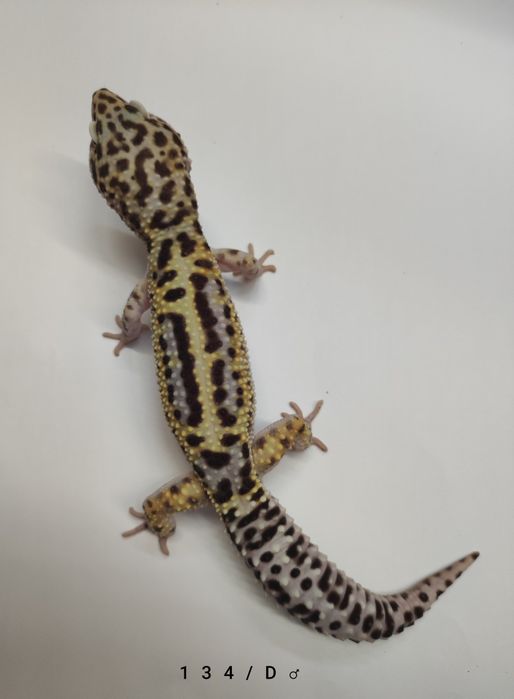 Gekony Lamparcie - Dorosłe Samce - Proven