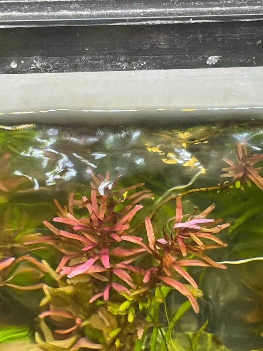 Rotala Blood Red Singapore – Planta de aquário (vermelha)