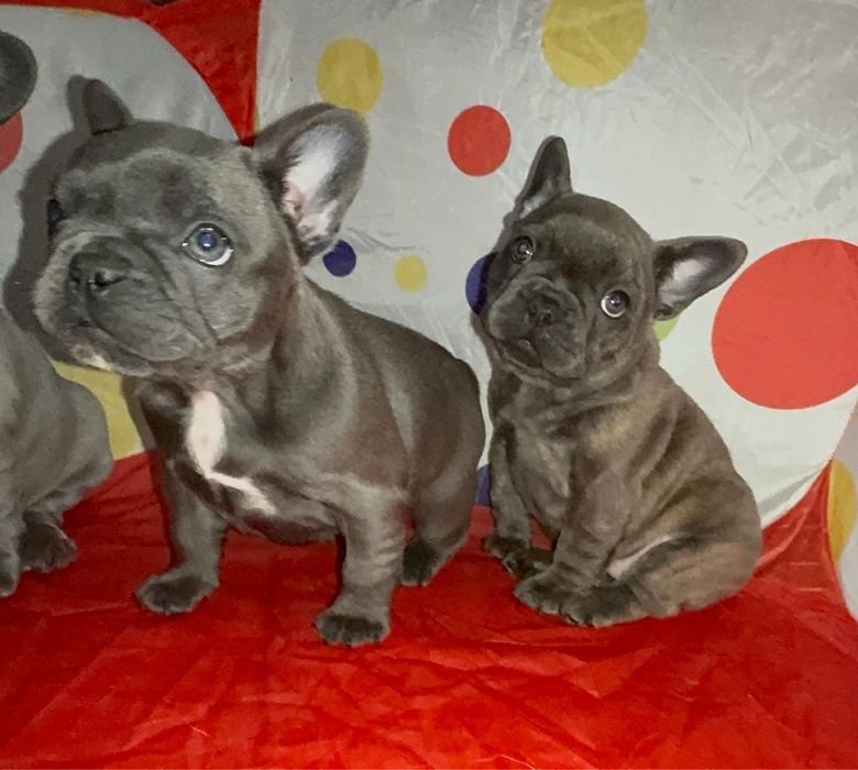 Bulldog Francês Blue