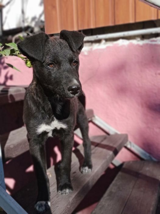 Мальчик ищет дом.