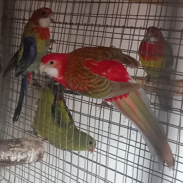 Roselas / Mustaches / Senegais