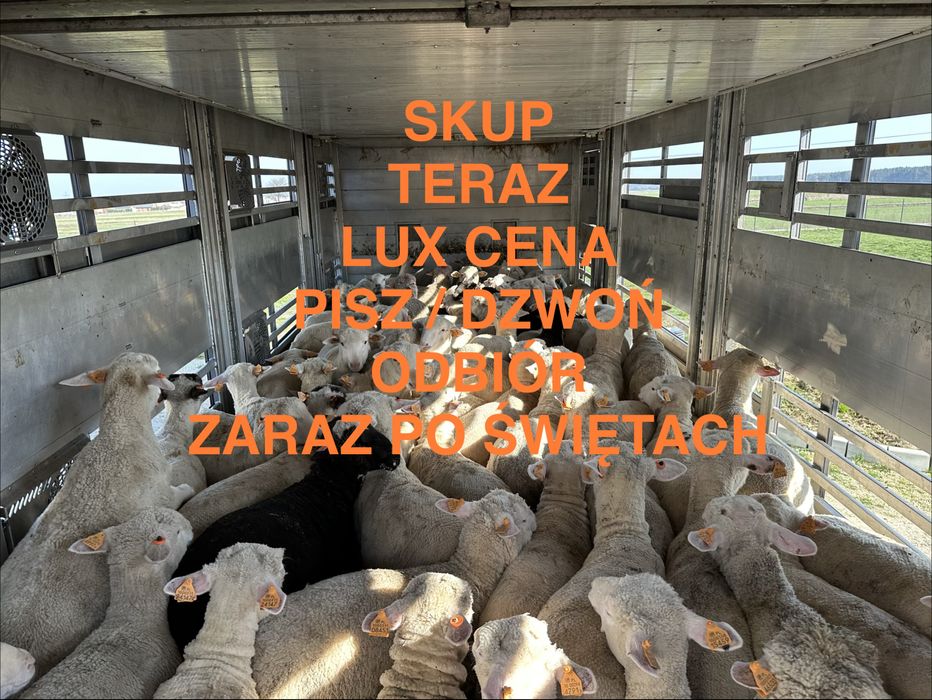 Jagnięta owce TRANSPORT do RZEŹNI na CHÓW