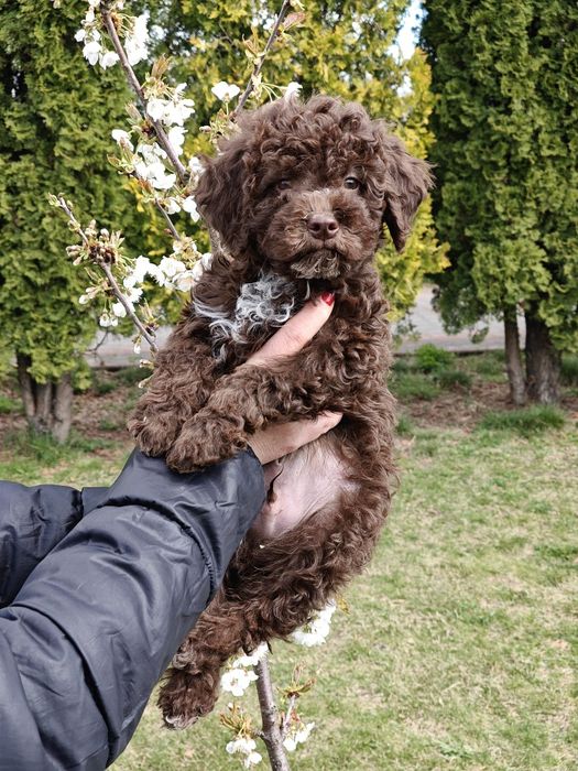 Lagotto Romagnolo chłopiec