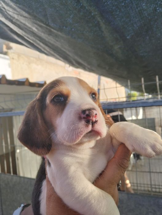 Beagle disponível