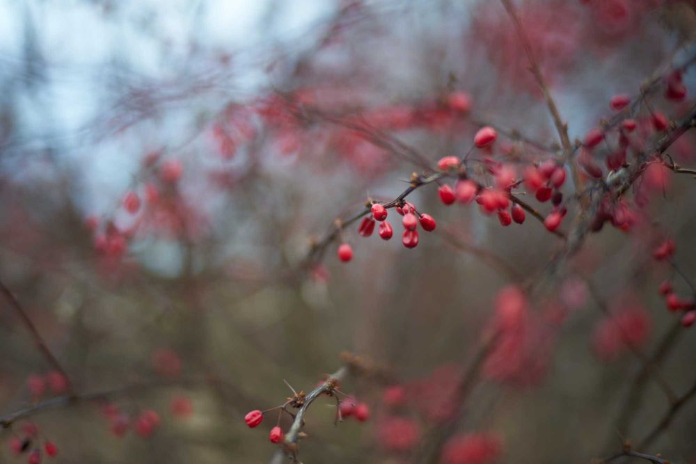 Voigtlander Heliar Classic 75 mm F1.8