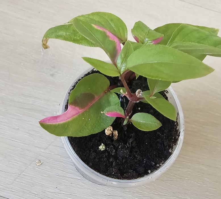 Mała sadzonka Alternantera Party Time