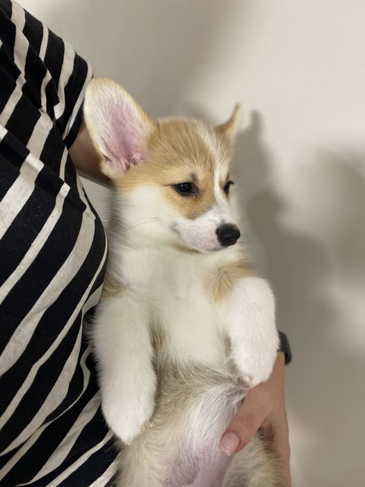 Малюки Вельш Корг