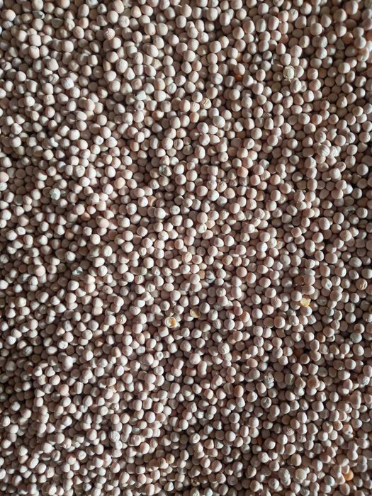 Горох жовтий промисловий