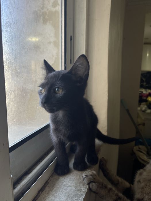 Gatinhos preto macho para adoção