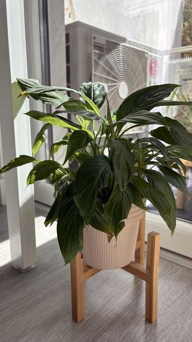 Lírio-da-paz (Spathiphyllum) com vaso e suporte em madeira