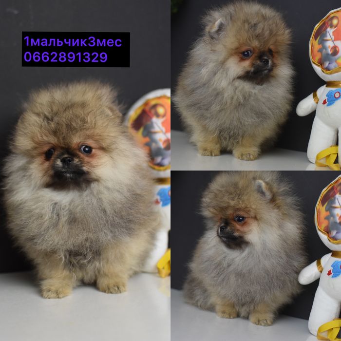 Померанці малюки хлопці та дівчата