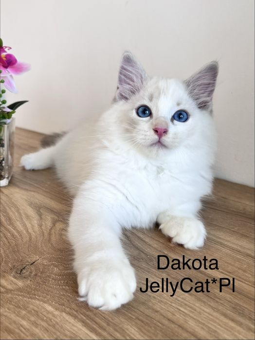 Ragdoll kotka , rodowod FPL