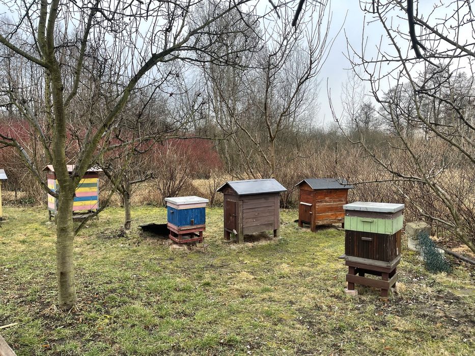 Sprzedam ule z pszczołami