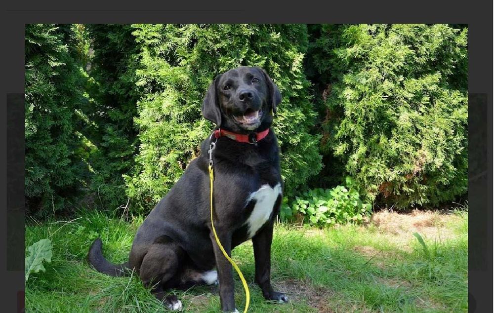KENZIK radosny, lubi zabawy z psami do adopcji