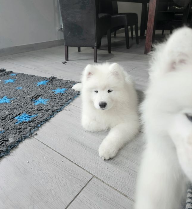 Samoyed samojed doskonały rodowód ZKwP FCI