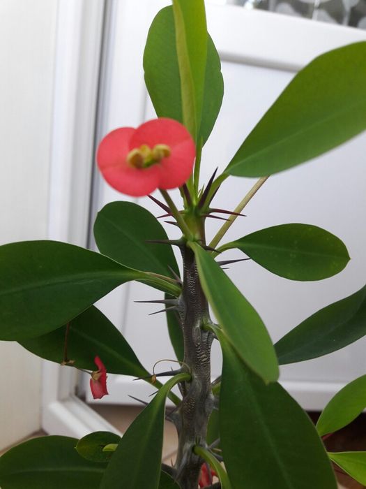 Кактус молочай міля білий , червоний , рожевий