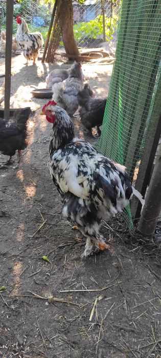 Півник кохінхін мармуровий