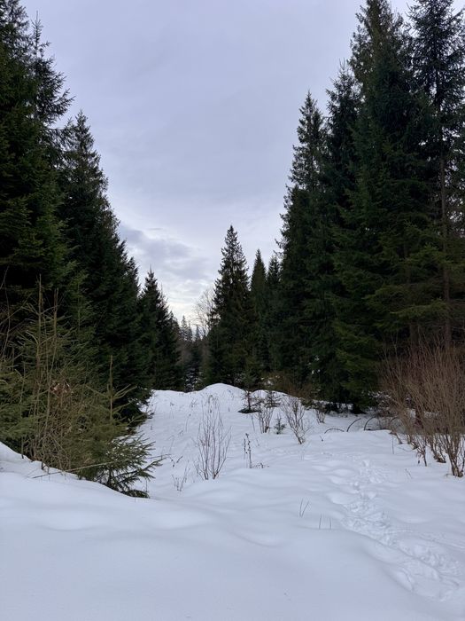 Ділянка в Карпатах біля річки ( Кривопільський перевал )