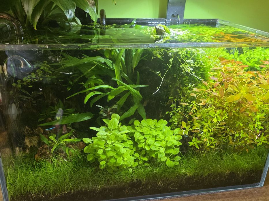 Roślinki akwariowe