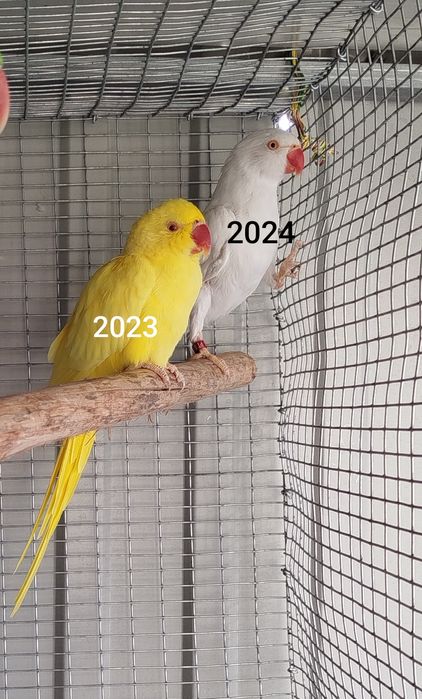 Ring necks adulto femea amarela