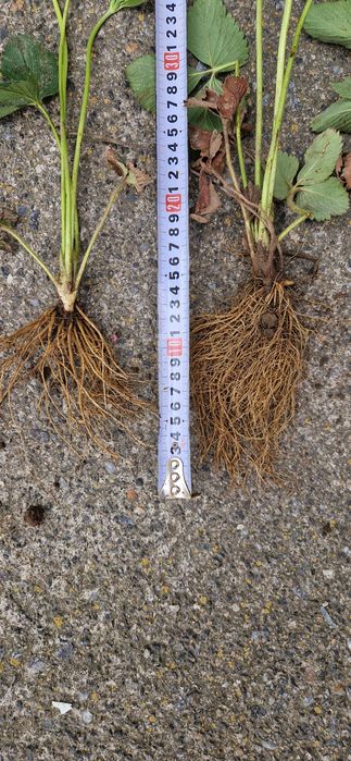 Продам саджанці полуниці(клубними, суниці)