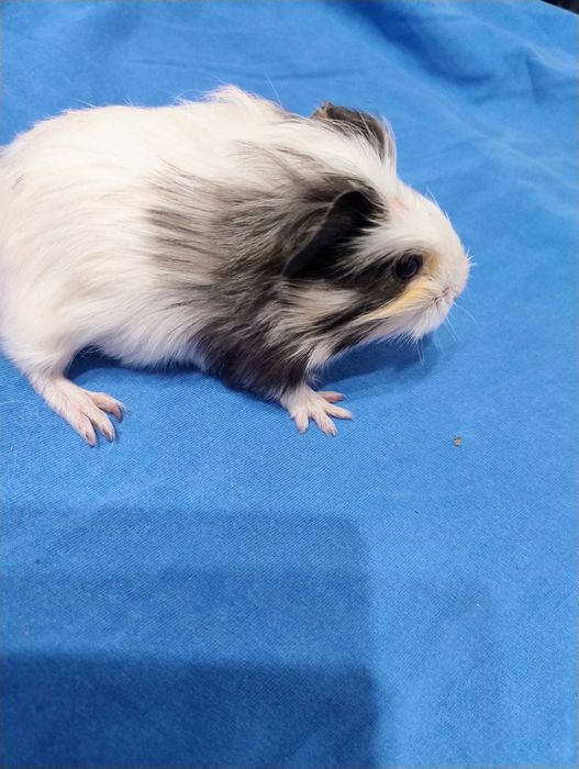 Sprzedam świnke morska samiczke