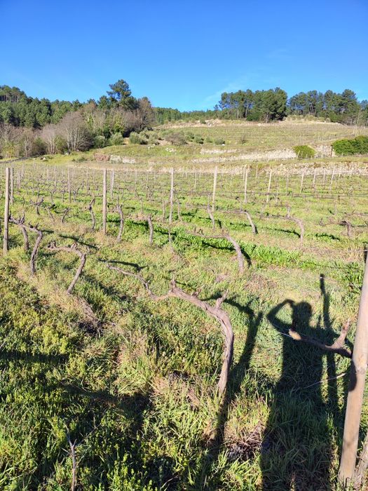 Quinta Ucanha 4 Hectares