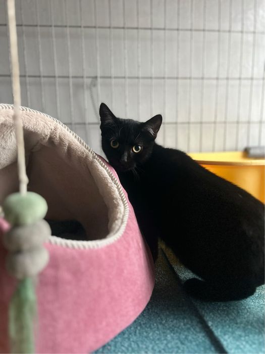 Młodziutka kicia Basia