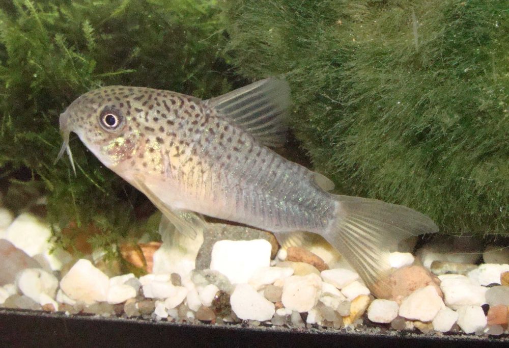 Kirys kirysek szmaragdowo-ogonowy corydoras similis