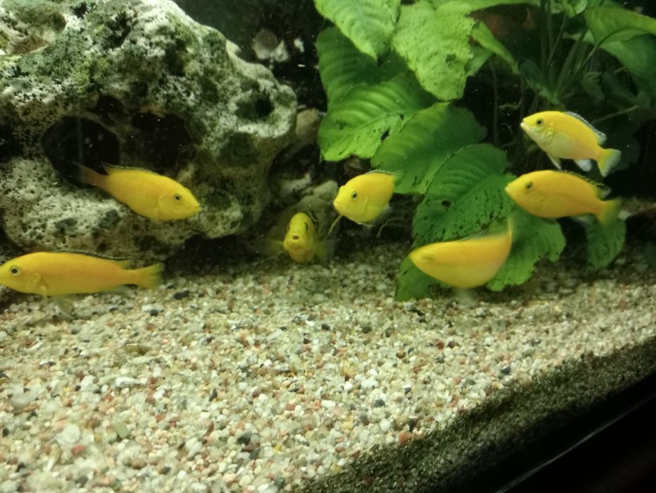 Labidochromis caeruleus yellow